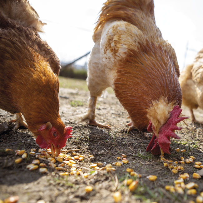 Gallinas de corral